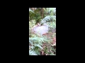 Lyrebird Singing & Dancing in the Dandenongs ...