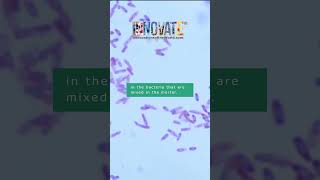 Self healing 'living concrete'