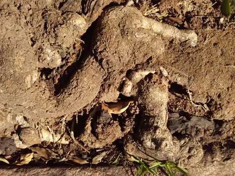 "Sementes do coração"  de León Gieco, Raul Ellwanger e Gabriela, na saga dos jovens recuperados