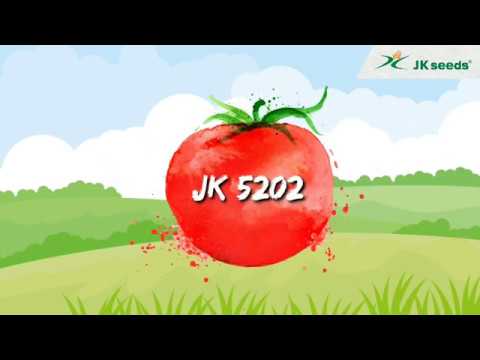 Tomato Seeds