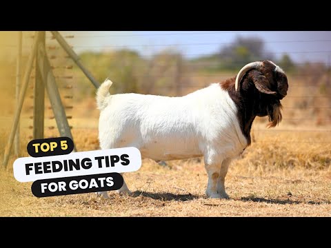 5 feeding tips for goats - Boer Goat Farming