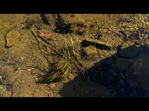 Senda de la Fuente de la Pisadera ((Parque Natural Hoces del río Riaza - Segovia)