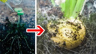 Golden Ball Turnip Growing Time Lapse (50 Days)