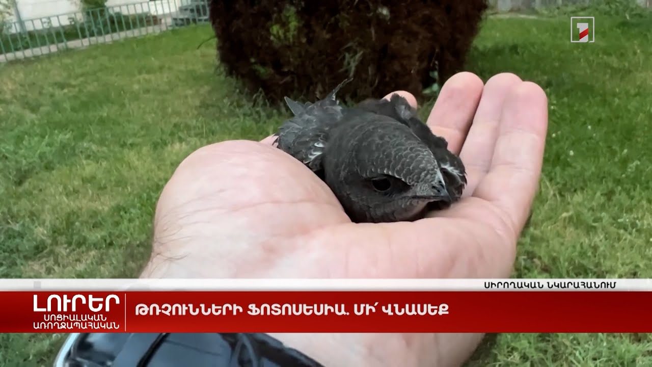 Թռչունների ֆոտոսեսիա. Մի՛ վնասեք