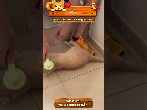 Vídeo de Leão