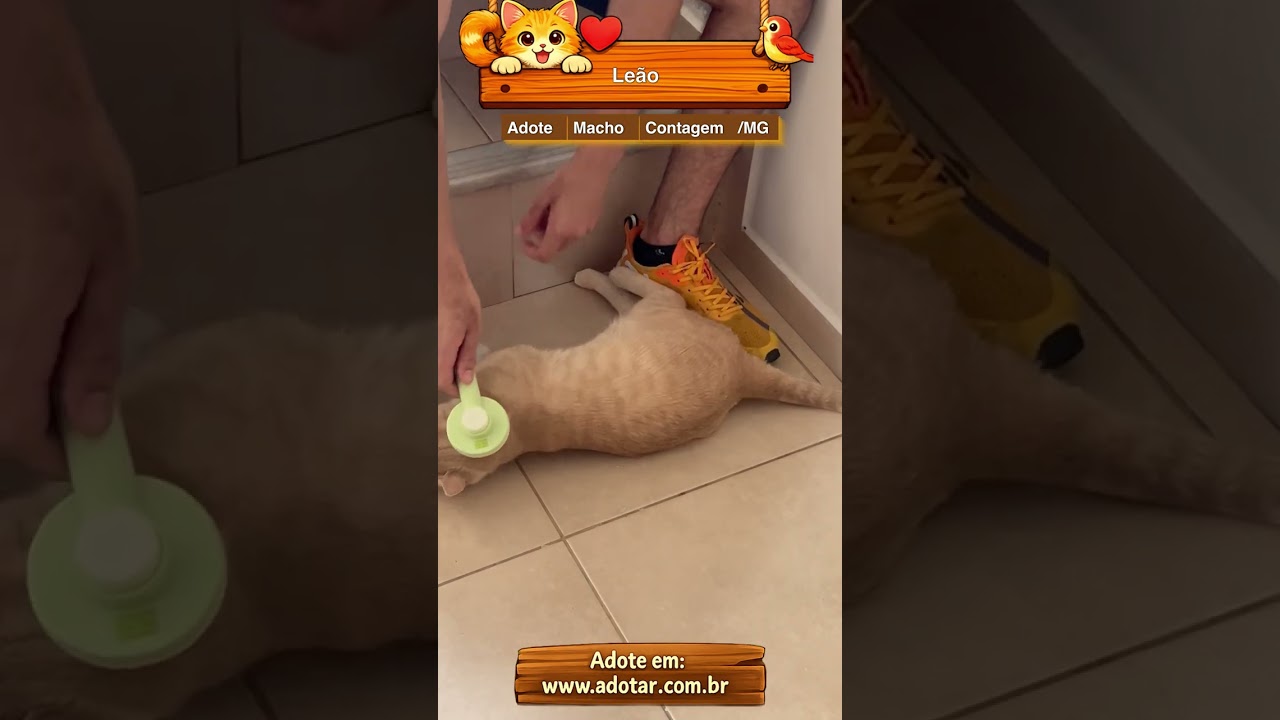 Gato raça SRD-ViraLata idade 2 anos nome Leão