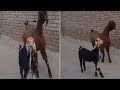 Pair Of Goats Strut Down Street