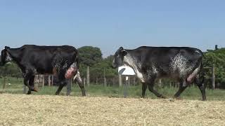 Vídeo 65 - 42º LEILÃO DA TRADIÇÃO | GADO GIROLANDO E HOLANDÊS HVB