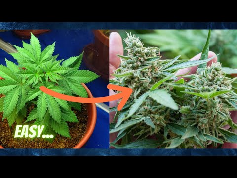 Cannabis in die Blütephase schicken | spider farmer setup