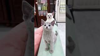 Download lagu Cute kittens❤️【137】#shorts #cutecat520 #cat #kittens #pets mp3