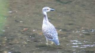 preview picture of video 'Yellow-crowned night heron - immature'