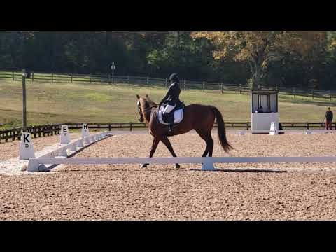 Luci Hackett and Hot Shot Novice Test A 2018