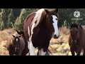 Lovely Horse Mating Horse Power Beautiful Horse Breeding Horsevideos