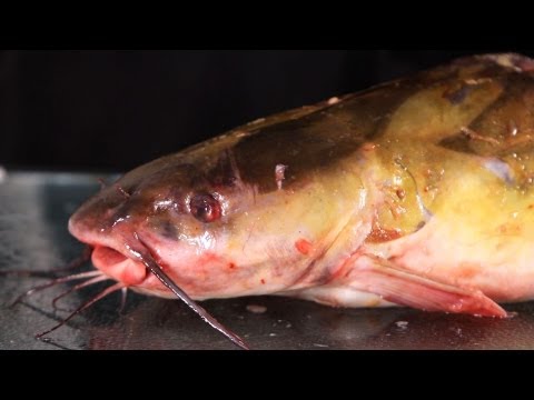 How to Clean & Gut Catfish | Fish Filleting