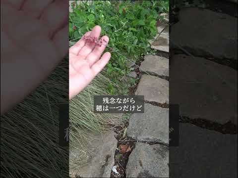 キョウチクトウのさやの使い方は？庭師のためのヒント  庭園