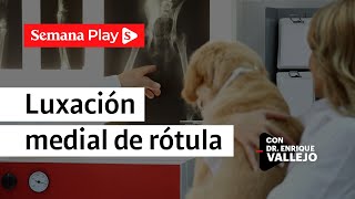 ¿Cómo detectar y tratar una luxación medial de rótula en tu perro | Enrique Vallejo - Semana Play