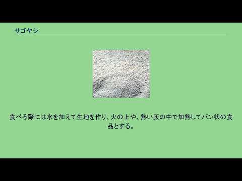 園芸 ソテツ、サゴ、サゴヤシ、ピースヤシ