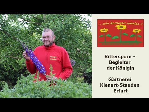 Rittersporn - der Begleiter der Königin