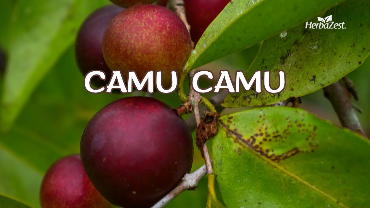 Camu Camu Benefits and Properties - Herbazest