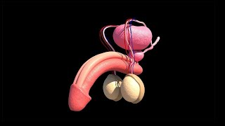 Este mineral puede AUMENTAR tu POTENCIA SEXUAL