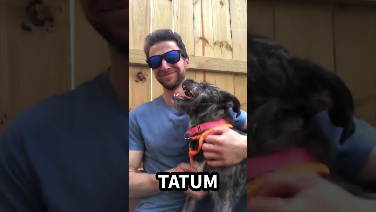 Enlarge Tatum, an adopted mixed breed in Kennesaw, GA video 6/6
