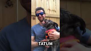 Video preview image #1 Mutt Puppy For Sale in Kennesaw, GA, USA