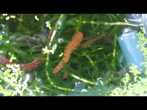 Hirudo verbana Becken