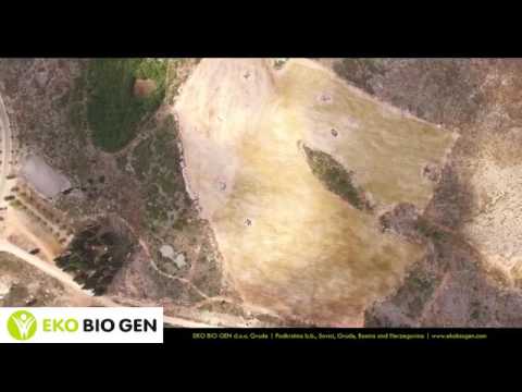 smilje.EkoBiogen  immortelle helichrysum italicum  Herzegovina  Smilje