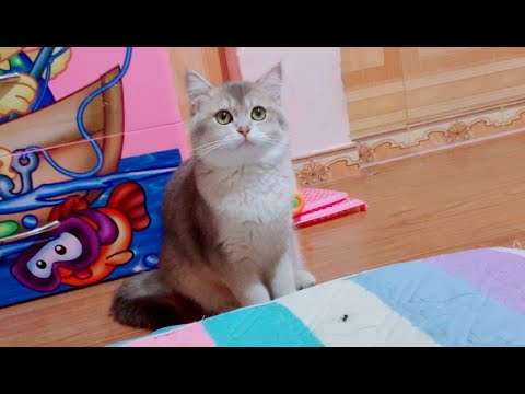 Leo cat vs Fly 🤪 Oh my God too cute