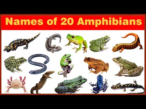 Amphibian Names | Amphibians for Kids| Types of Amphibians and Facts for Kids Frogs and Salamanders|