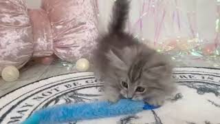 ミヌエットの動画01