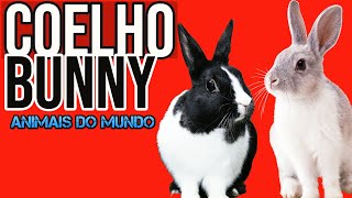 Bunny - Coelhos - Conejito - Animais do Mundo - Lindos coelinhos - animais fofos