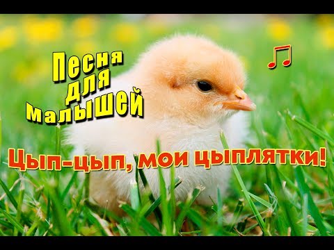 Цып-цып, мои цыплятки - детская песенка. Cücələrim на азербайджанском языке.