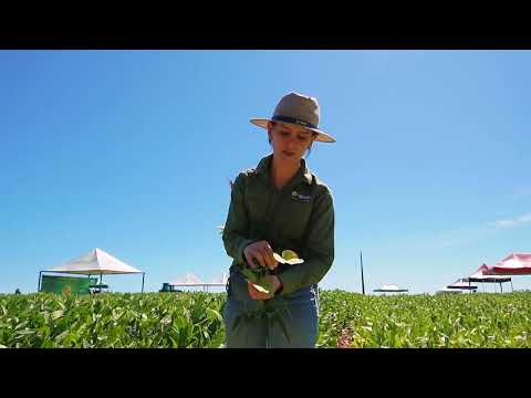 Coagru Informativo - Dia de Campo Descentralizado Anahy