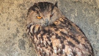 preview picture of video 'Pont de Gau Ornithological Park - Big Birds - Camargue, France [HD] (VideoTurysta.pl)'