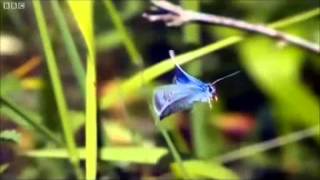 "Dance With Me"  David Friesen  - Circle 3 Trio Double CD Where the Light Falls