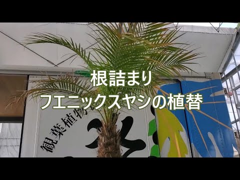 最高の屋内ヤシの木 トピックス