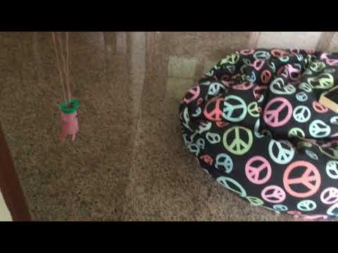 The pink pineapple show episode 14