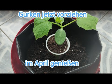 , title : 'März/🥒 Gurken anbauen 🥒/ meine Methode 🤩'