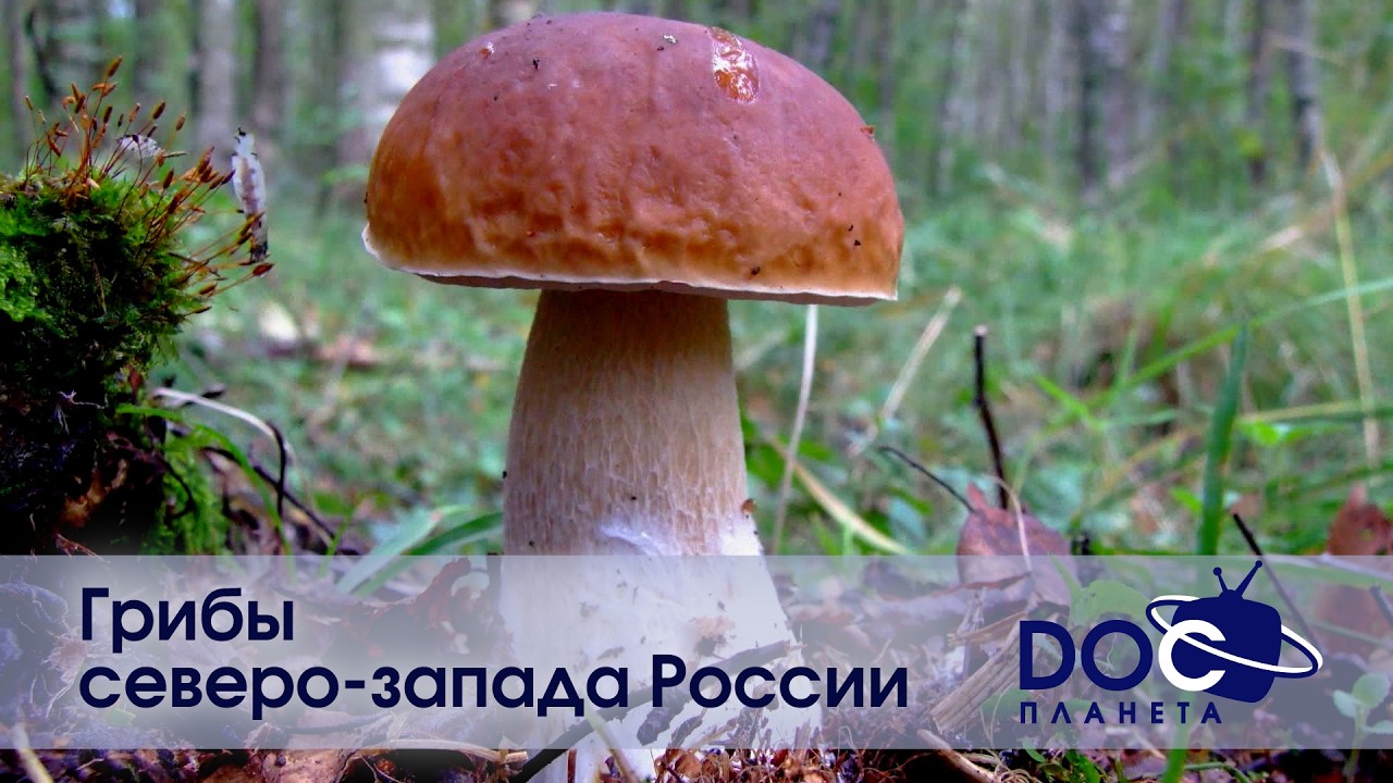 Russian Travel Guide. Грибы Северо-Запада России - Документальный фильм