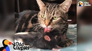 Cat And Rat Love Each Other SO Much - GALAXY &amp; BERNIE | The Dodo Odd Couples