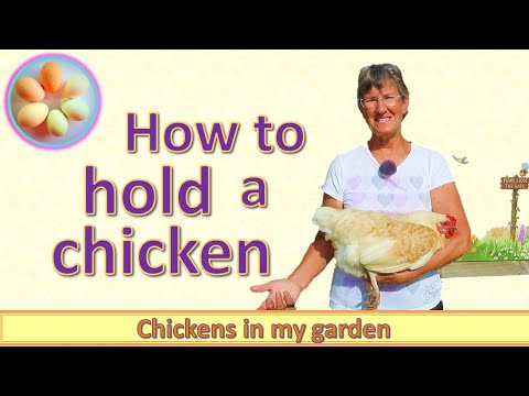 How to hold a chicken