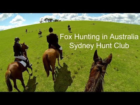 Fox Hunting (Day 1) across a breathtaking 18,000 acres in Australia with the Sydney Hunt Club