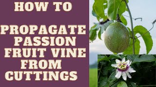 How to Propagate Passion Fruit Vine From  Cuttings||Passiflora edulis