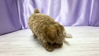 ハーフ犬の動画01