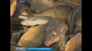 Рыбалка в ставропольском крае левокумский район