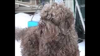 preview picture of video 'Portuguese Water Dog Charlie  Portugalinvesikoira Jaska'