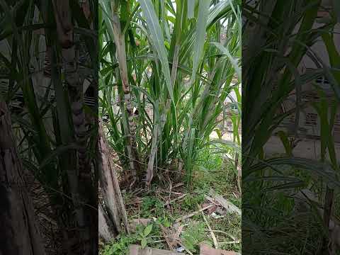 barrio 2 de julho Ubatã sul da Bahia