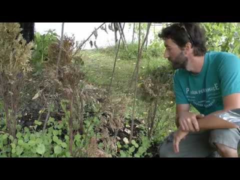 Organic Gardening basics - How to garden tips and tricks - WWNGD # 4