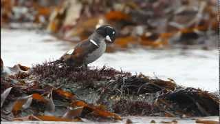 preview picture of video 'Harlequin Duck - North Uist'